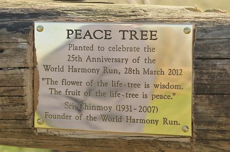 peace-tree.jpg